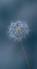 Fototapeta premium Delicate dandelion seed head with ethereal wisps against a soft blue blurred background