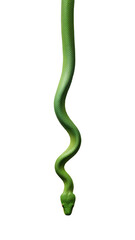 Elegant Green Snake in Perfect Spiral on Lime Background