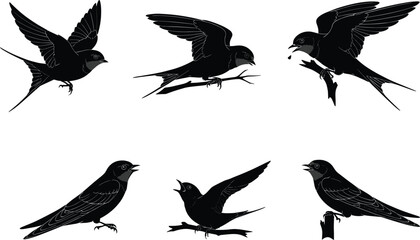Silhouette vector illustration of swallows flying, perched, feeding, and singing on branches, perfect for decorative wildlife artwork and natural design.