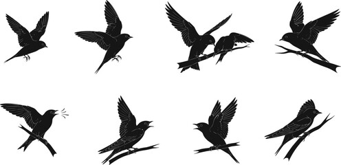 Silhouette vector illustration of swallows flying, perched, singing, feeding, and interacting on branches, perfect for decorative wildlife and nature design.