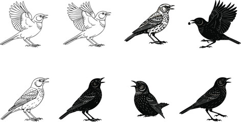 Vector illustration of songbirds and blackbirds in flight and perched poses, detailed line art silhouettes for wildlife nature design artworks.