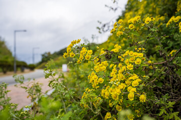 Yellow Wild Chrysanthemums Blooming by the Roadside in Korea