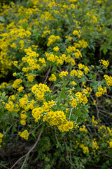 Yellow Wild Chrysanthemum Flowers in Autumn Korea