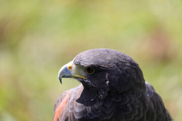 hooked beak and sharp eye of a bird of prey known as the harris hawk seen up close