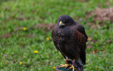 Fototapeta premium harris hawk perched on a perch with identification bands on its legs