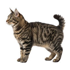A realistic, full HD side view of an American Bobtail cat with a tabby coat, standing gracefully and looking to the left, isolated against a pure white background.