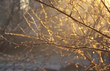 Obraz premium Frozen branches sparkling with golden hour sunlight in winter