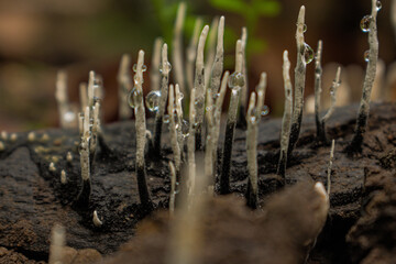 mushrooms in the forest
