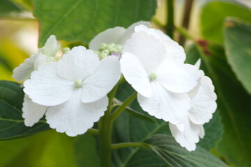 植物　夕方　アジサイ