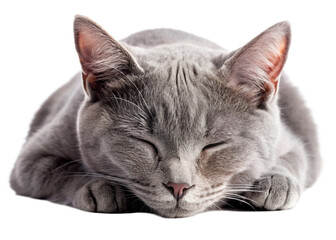 Beautiful sleeping grey cat isolated on a white background