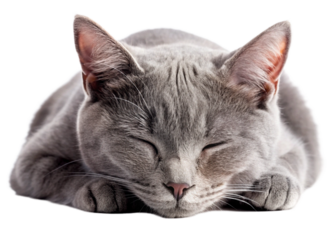 Beautiful sleeping grey cat isolated on a white background