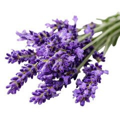 lavender flowers png lavender bouquet png purple flowers png herb lavender png transparent background image