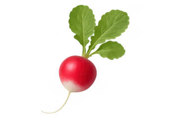 Fresh bright red radish with green leaves