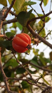 Surinam cherry with bright red fruits hanging from lush green branches, ready to be harvested in a tropical garden.