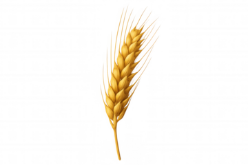 Golden wheat ear, symbolizing agriculture, healthy food, and harvest. Transparent background cutout element