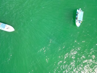 AVISTAMIENTO DE BALLENA GRIS BAHIA DEL OCEANO PACIFICO BAJA CALIFORNIA SUR MEXICO