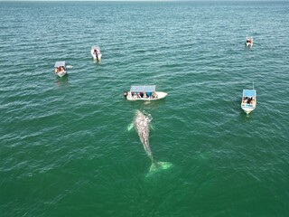 AVISTAMIENTO DE BALLENA GRIS BAHIA DEL OCEANO PACIFICO BAJA CALIFORNIA SUR MEXICO