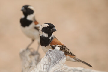 Cape sparrows standing together on a low branch in the Kalahari Desert