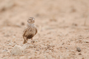 Lark standing on the dry sand of the Kalahari Desert