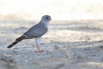 Gabar goshawk on the ground looking for a lizard to eat