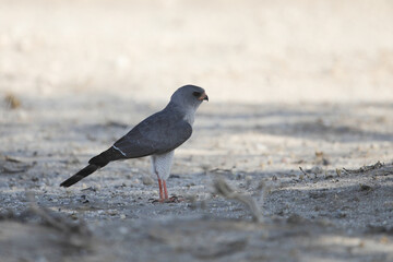 Gabar goshawk on the ground looking for a lizard to eat