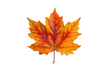 A maple leaf in autumn colors. The leaf is orange and yellow, and it is the color of autumn. The leaf is on a white background, which makes it stand out