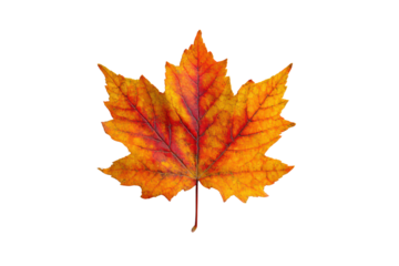 A maple leaf in autumn colors. The leaf is orange and yellow, and it is the color of autumn. The leaf is on a white background, which makes it stand out