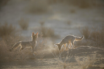 Young Cape fox pup playing in the Kalahari Desert sunrise light