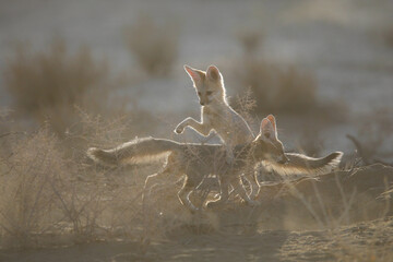 Young Cape fox pup playing in the Kalahari Desert sunrise light