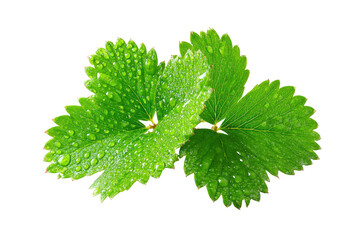 A leafy green plant with droplets of water on it. The droplets are small and scattered, giving the impression of a fresh, dewy morning