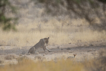Lion resting on the ground of the arid Kalahari Desert