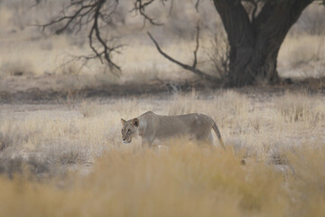 Lioness walking through long grass in the Kalahari Desert