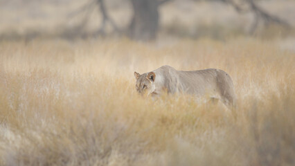 Lioness walking through long grass in the Kalahari Desert