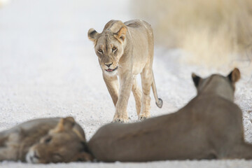 Lioness approaching her pride as she walks along a gravel road in the Kalahari Desert
