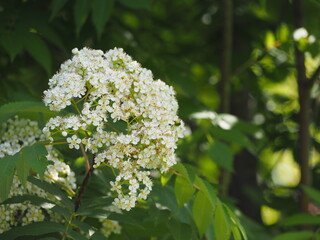 樹木　ナナカマドの花