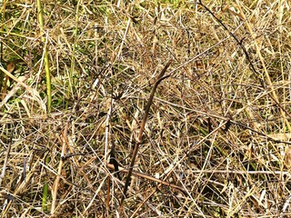 Natural Close Up Dried Bamboo Branches and Leaves Texture Nature Background