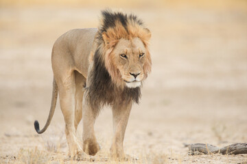 Portrait of a black-maned Kalahari lion walking across the arid desert
