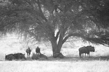 Herd of wildebeest standing under a tree to escape the heat of the Kalahari Desert