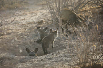 Bat-eared fox puppy looking around the Kalahari Desert in the early morning