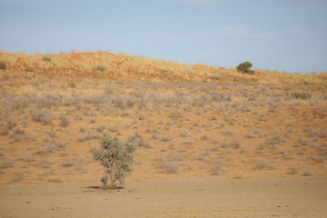 Tree trying to grow on the side of a red Kalahari Desert dune