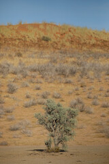 Obraz premium Tree growing on the base of a dry riverbed below a red dune of the Kalahari Desert