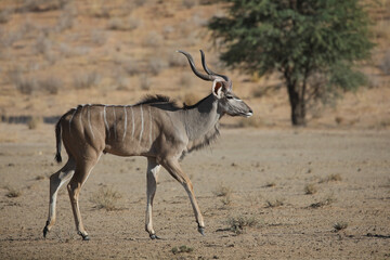 Kudu antelope walking across the arid Kalahari Desert landscape