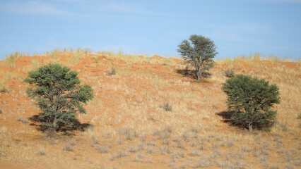 Tree trying to grow on the side of a red Kalahari Desert dune