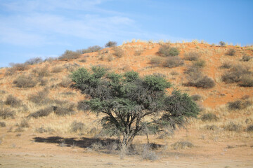 Tree trying to grow on the side of a red Kalahari Desert dune