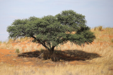 Fototapeta premium Tree trying to grow on the side of a red Kalahari Desert dune
