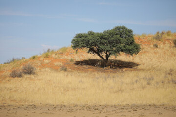 Obraz premium Tree trying to grow on the side of a red Kalahari Desert dune