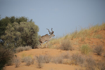 Kudu antelope walking across the arid Kalahari Desert landscape