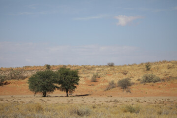 Obraz premium Trees standing out from the grass of the arid Kalahari Desert