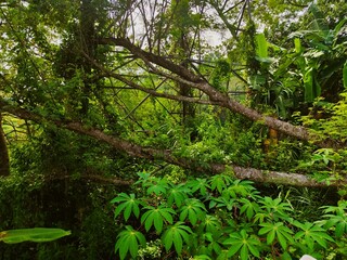 Lush Green Tropical Overgrown Garden with Steel Structure View