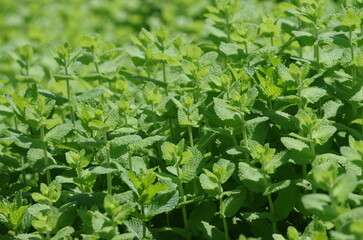 緑に茂った初夏のミント